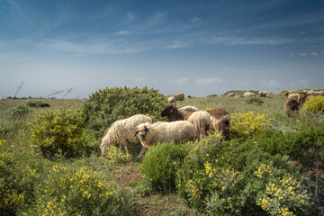 a flock of sheep graze in a meadow in Galdar. Gran Canaria. Canary Islands