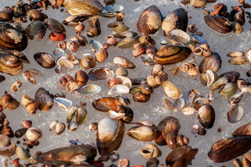 shells in the snow