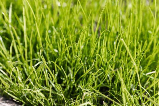 Fresh green Grass under sun rays. Green grass lawn