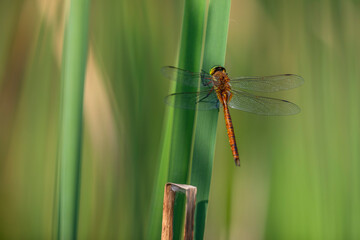 Green-eyed Hawker dragonfly sits on a leaf of a reed. Photography of Aeshna isosceles in its...