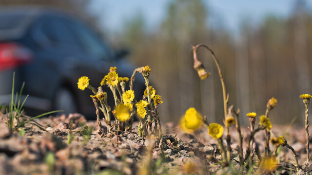 Nature coexists with man, urban ecology