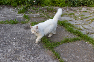 Serious White Furry Cat ruler of the park