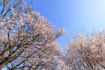一心行の大桜とソメイヨシノ　熊本県阿蘇市　Issingyouno-oozakura and Someiyoshino(Cherry Blossoms) Kumamoto-ken Aso city