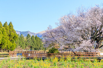 一心行の大桜と菜の花　熊本県阿蘇市　Issingyouno-oozakura and canola flower Kumamoto-ken Aso city