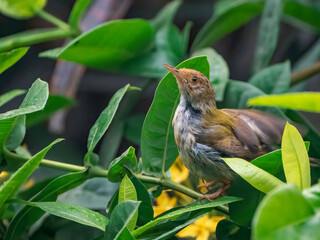 Tailor bird on a branch