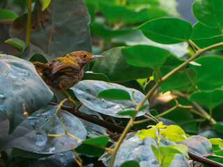 Tailorbird on a branch