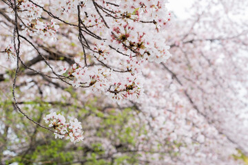 Fototapeta premium 2021年春の桜