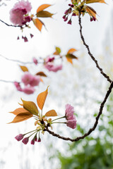 2021年春の桜