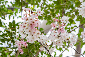 2021年春の桜