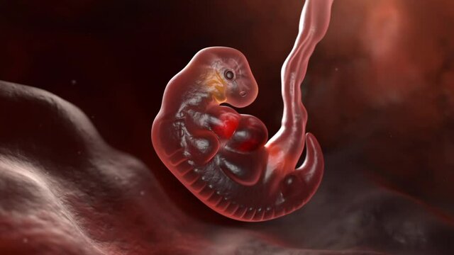 Human embryo at the end of 5 weeks. 3D animation
