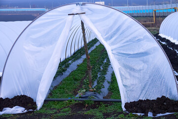 Ground greenhouses are left for the winter. The cultivation of strawberries. Wintering of berry...
