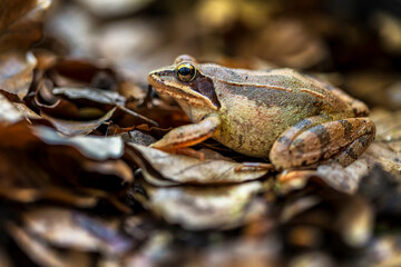 A frog sittin on the ground. Autumn leaf colors. Frog camouflage.