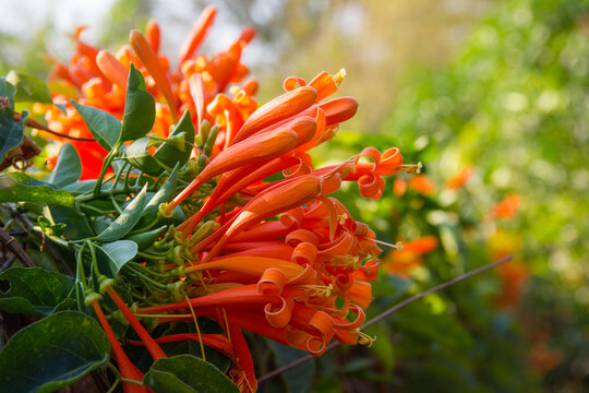 Pyrostegia Venusta that bloom beautifully in the garden on blurred background.