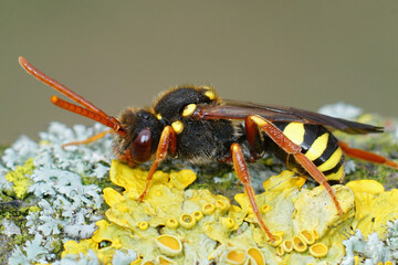 Closeup of a female of the colorful orange horned nomad cuckoo bee , Nomada fulvicornis