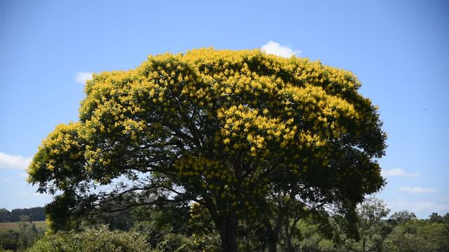 Large and leafy tree of Sibipiruna (Caesalpinia peltophoroides) and in the background the blue sky