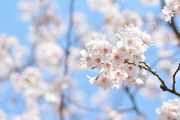 Landscape of White Cherry Blossoms in Japan
