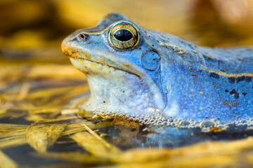 A frog sitting in water. Edible frog.