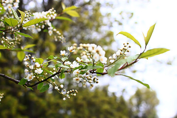 spring branches young leaves, abstract background seasonal march april, buds on branches nature