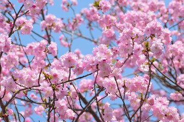 Macro texture of Japanese Pink Cherry Blossoms