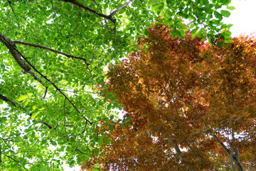 新緑と紅葉