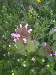 flower, pink, nature, garden, plant, spring, green, purple, flowers, summer, blossom, bloom, flora, wild, beauty, closeup, beautiful, leaves, petal, grass, macro, floral, violet, red, leaf