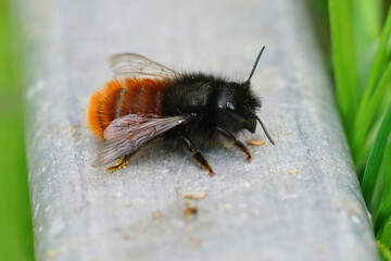 Closeup of a female of the European orchard horned mason bee, Osmiacornuta,  in the garden