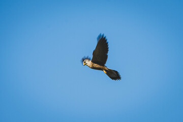 Turmfalke Nahaufnahme fliegend
