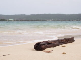 浜辺と流木