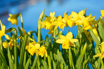 Yellow narcisses in spring with a blurred background.