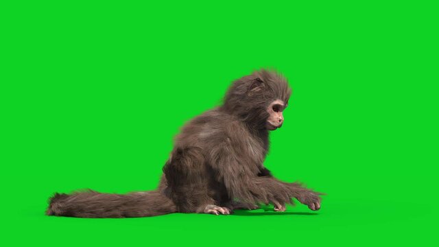 Monkey Real Fur Eat Green Screen Front 3D Rendering Animation 4K
