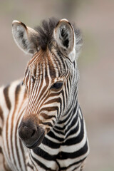 Portrait of a baby zebra (Equus burchelli) in the Kruger National Park