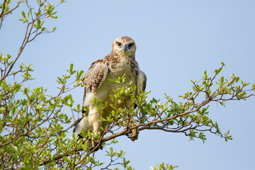 Juvenile martial eagle sitting in a tree in Sabi Sands Game Reserve in the Greater Kruger Region in South Africa