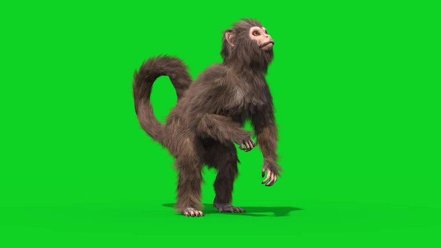Monkey Real Fur Jump Green Screen 3D Rendering Animation 4K