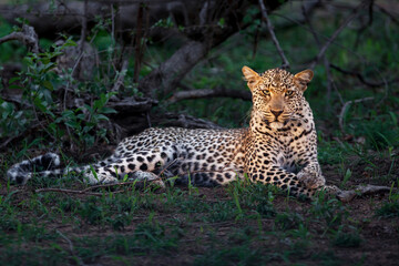 Fototapeta na wymiar Leopard female resting in the night in Sabi Sands Game Reserve in the Greater Kruger Region in South Africa