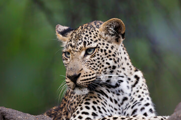 Leopard female resting in Sabi Sands Game Reserve in the Greater Kruger Region in South Africa