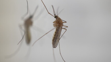 Mosquito sits on a mirror macro shot.