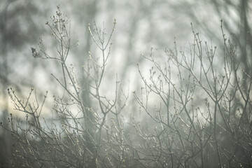 Tree branches in the morning fog