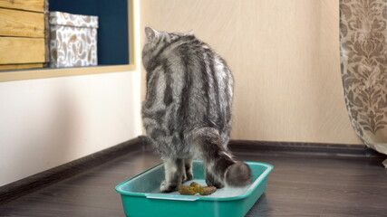 A gray British cat poops in a tray. Cat toilet in the room.