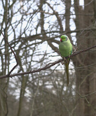 Green parakeet sitting on a branch in one of the parks in London, UK