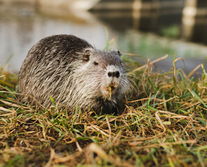 nutria eating grass