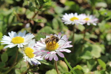 Obraz premium bee on a daisy - white, pink and yellow