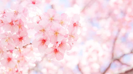 Foto op Canvas 桜のアップ © Yu