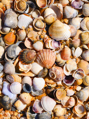 There are many seashells on the Black Sea coast. Vertical background on the theme of the sea and travel.