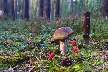 Porcini Cep White Mushroom and and knife in a forest. Fungal Mycelium (Boletus Pinophilus) in moss on the background of nature. Bolete mushrooms in wildlife.