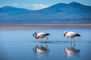 Desert du Atacama en Chili