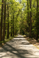 Hilton Head Island, South Carolina bike path.