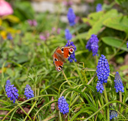 Butterfly on purple flowers in spring