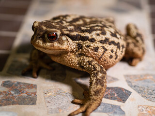 Reed toad sits on the table