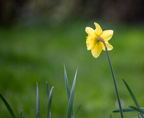 Yellow daffodils in spring with blurred background