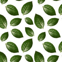 Seamless pattern of Roses green Leaves isolated on white background. Nature background. Scrapbook, gift wrapping paper, textiles.